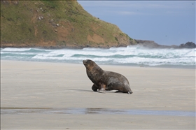 Sandfly Bay